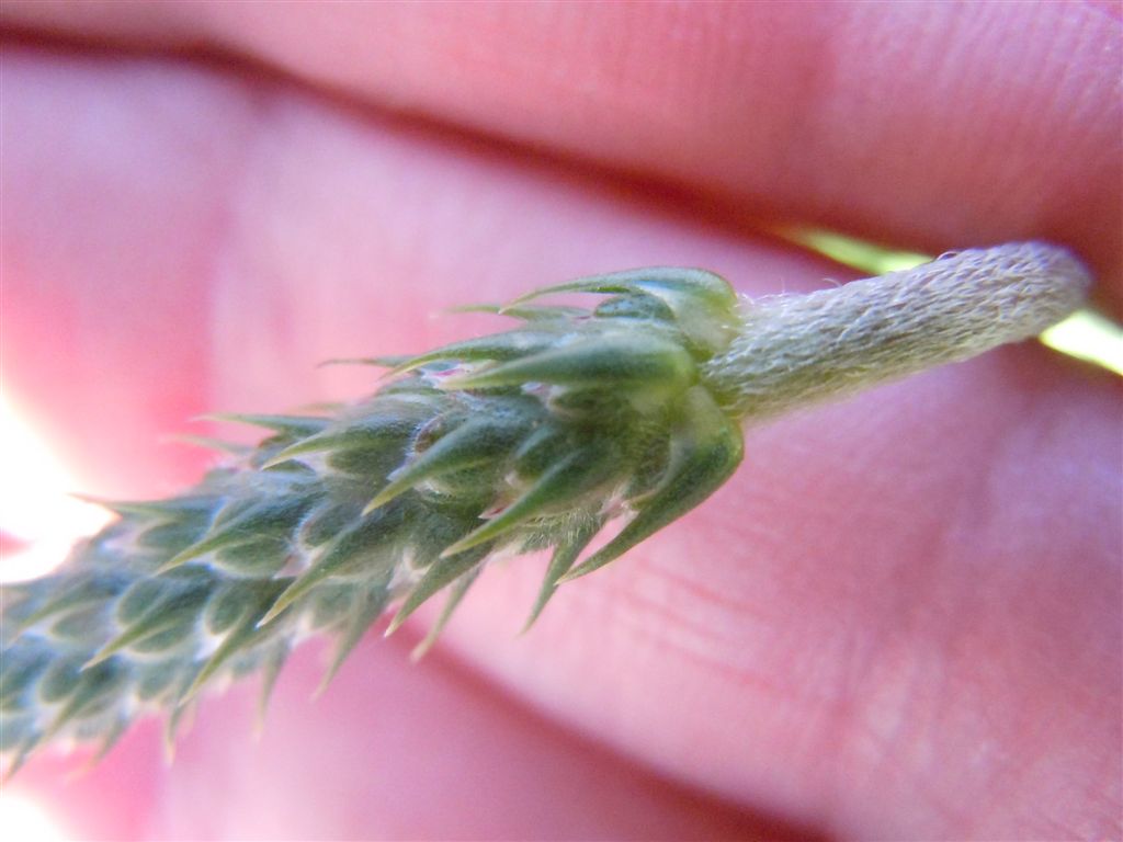 Pianta da identificare - Plantago sp.